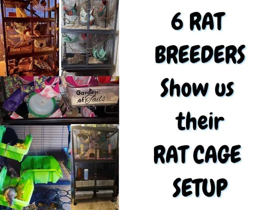 6 Rat Breeders Show Us How They Set Up Their Rat Cages The Pet Savvy