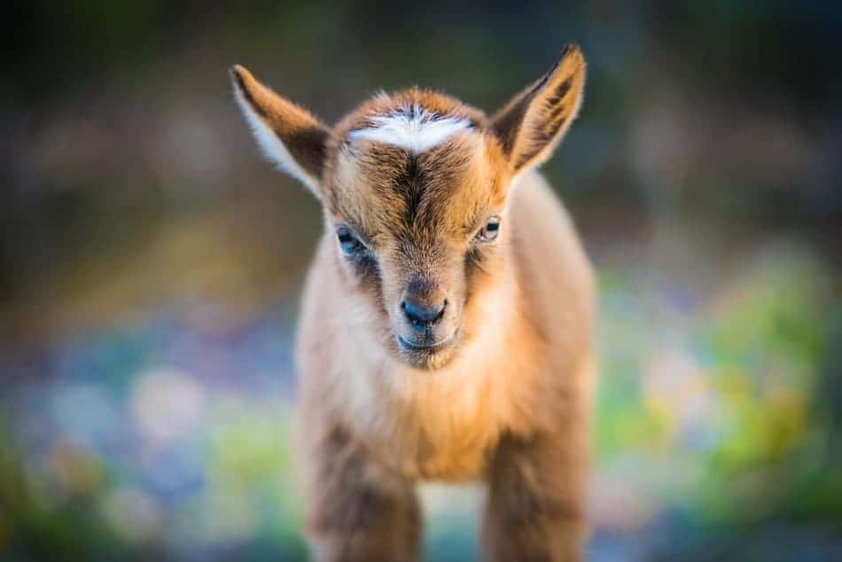 12 Goat Breeds You Can Keep As Pets The Pet Savvy
