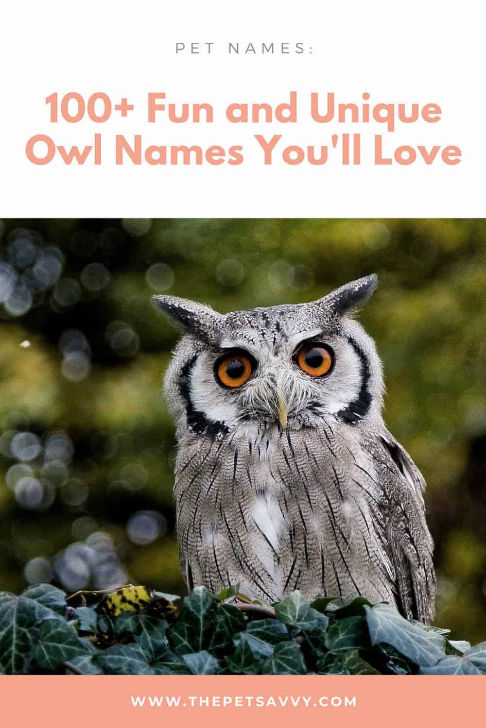 100+ Fun and Unique Owl Names You Will Love The Pet Savvy