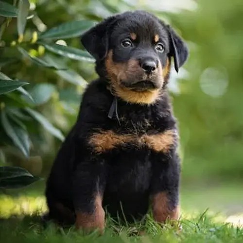 Beauceron puppies for Sale Beauceron Dogs for Sale in Delhi Petmilega