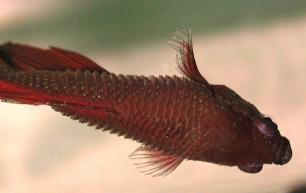 Dropsy in Fish What is it, Causes, Symptoms, Treatment