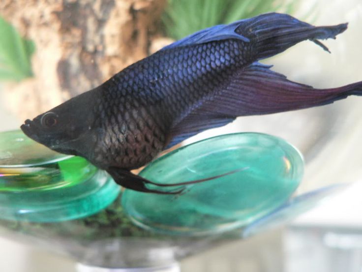 Dropsy in Fish What is it, Causes, Symptoms, Treatment