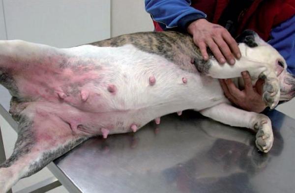Atopic Dermatitis (Atopy) in Dogs Causes, Symptoms, Treatment