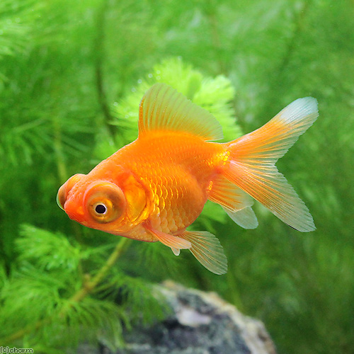 Popeye In Fish Definition, Causes, Symptoms, Treatment