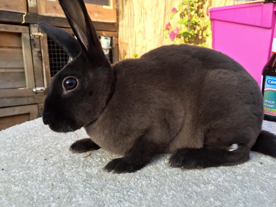 Mini Rex Rabbit Facts, Personality, and Care, With Pictures