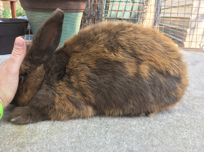 Silver Fox Rabbit Facts, Temperament, and Care, with Pictures