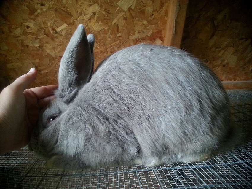 Silver Fox Rabbit Facts, Temperament, and Care, with Pictures