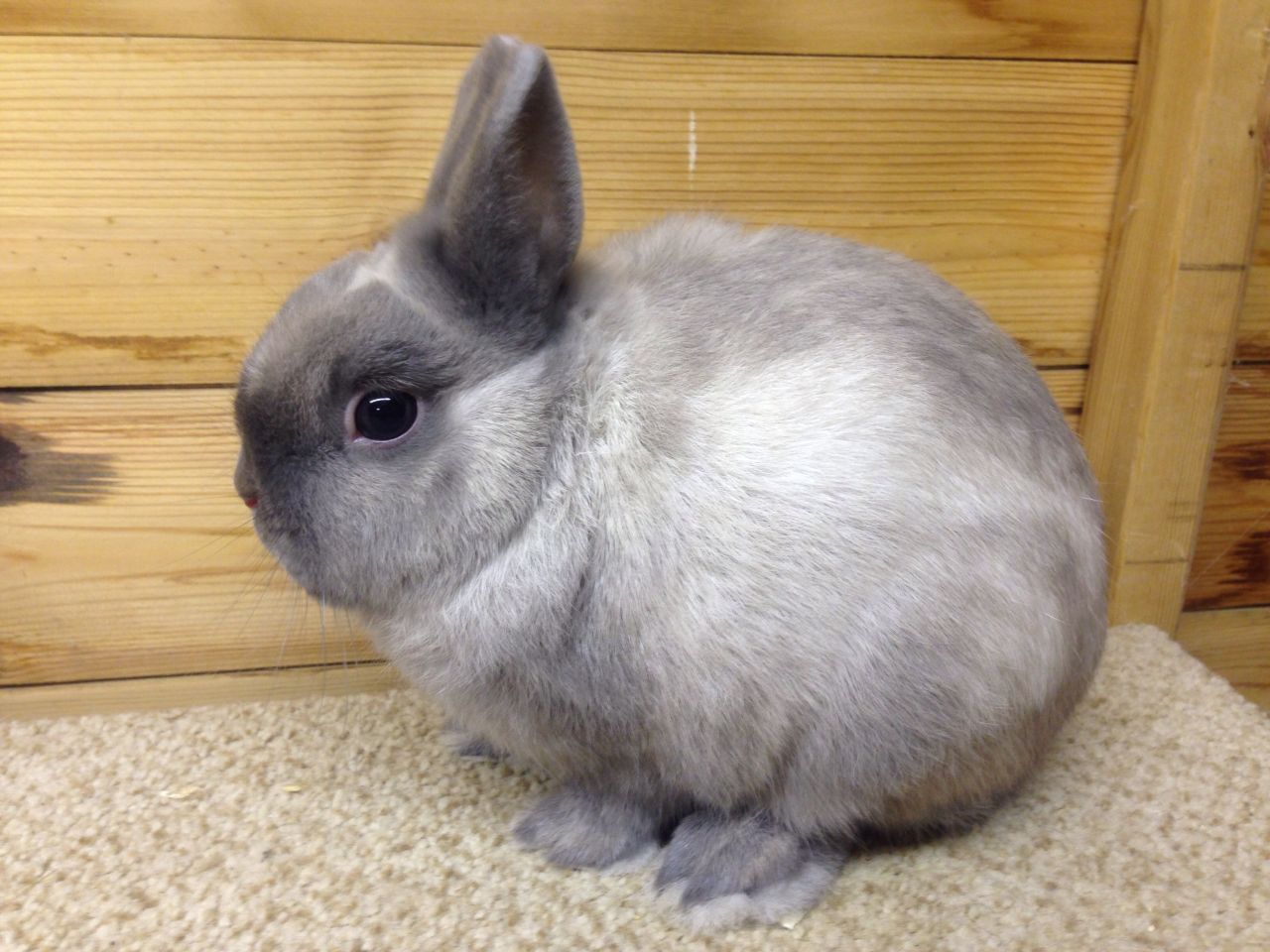 Netherland Dwarf Rabbit Facts, Personality, and Care, with Pictures