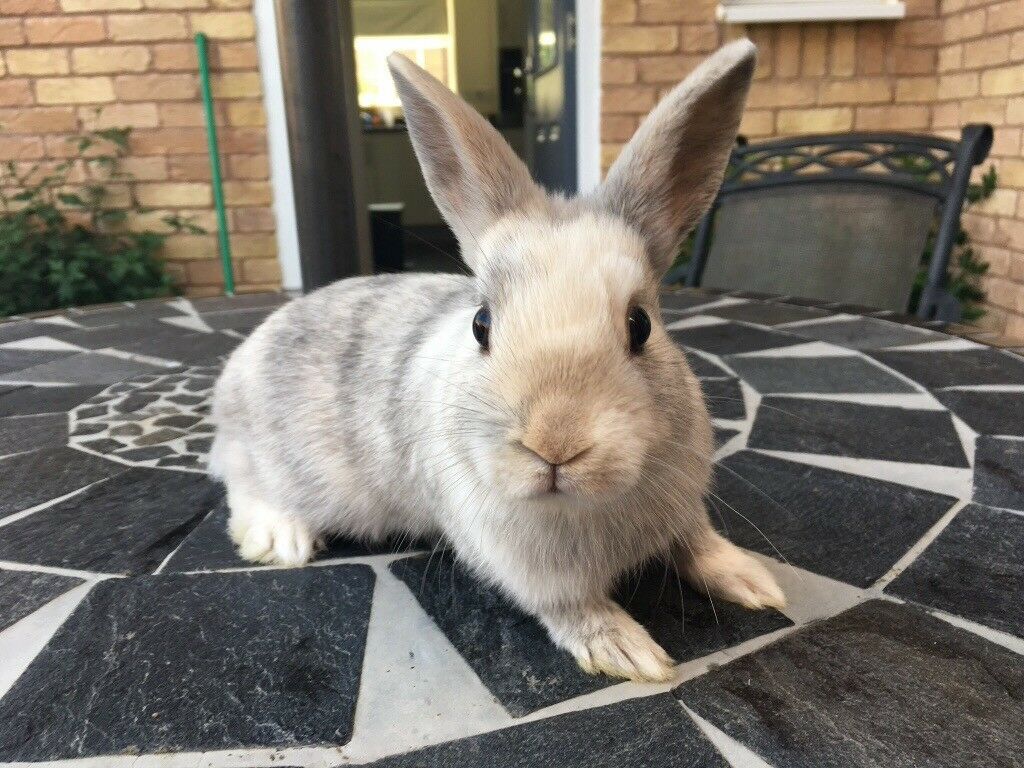 Netherland Dwarf Rabbit Facts, Personality, and Care, with Pictures