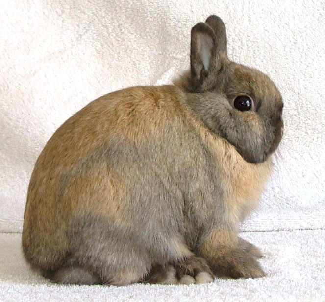 Netherland Dwarf Rabbit Facts, Personality, and Care, with Pictures