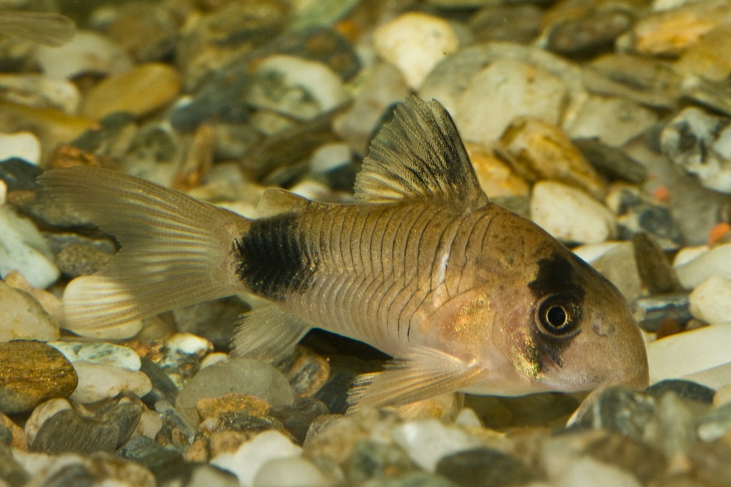 Panda Cory (Panda Cory Catfish) Info with Care Details and Pictures