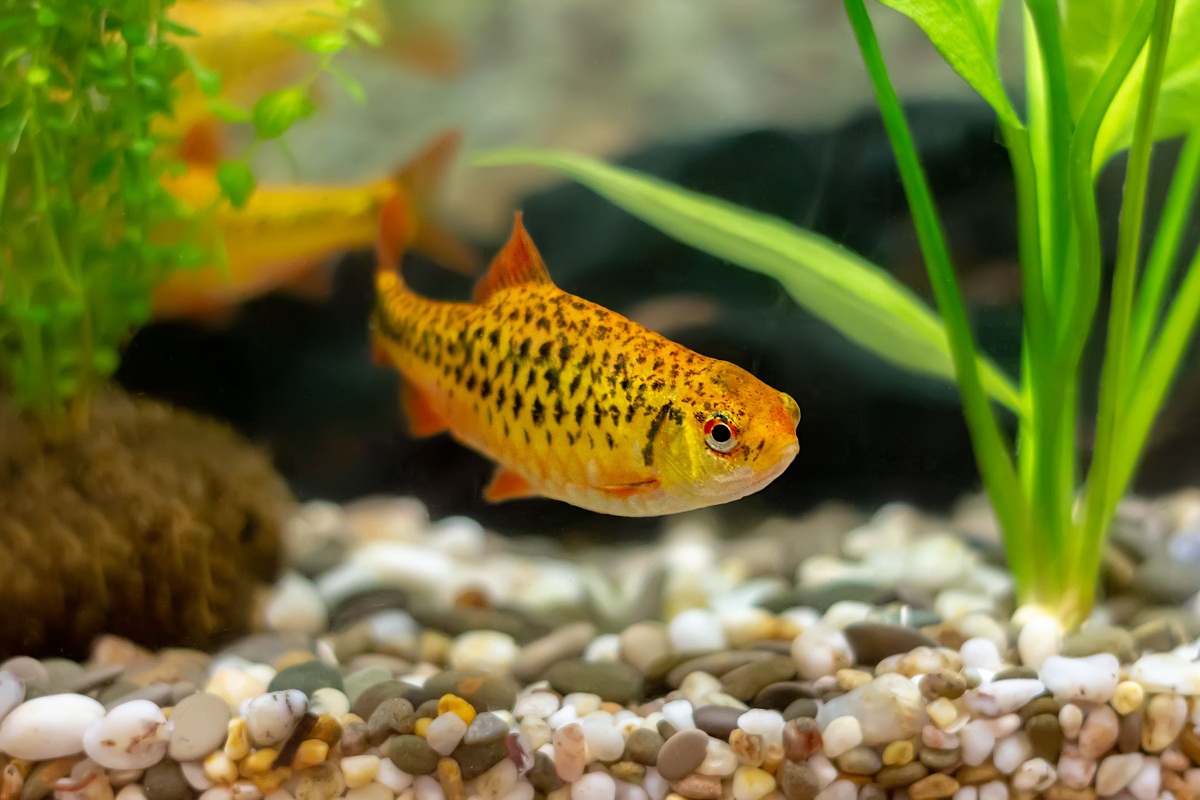 Gold Barb Info with Care Details and Pictures