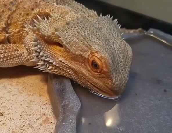 How Long Can A Bearded Dragon Go Without Water?