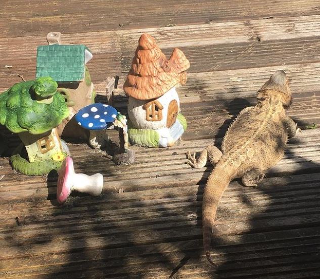 Why is the bearded dragon trying to escape from the cage?