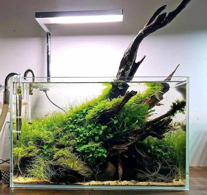 Can I Use A Reptile Light For Fish? A Complete Guide