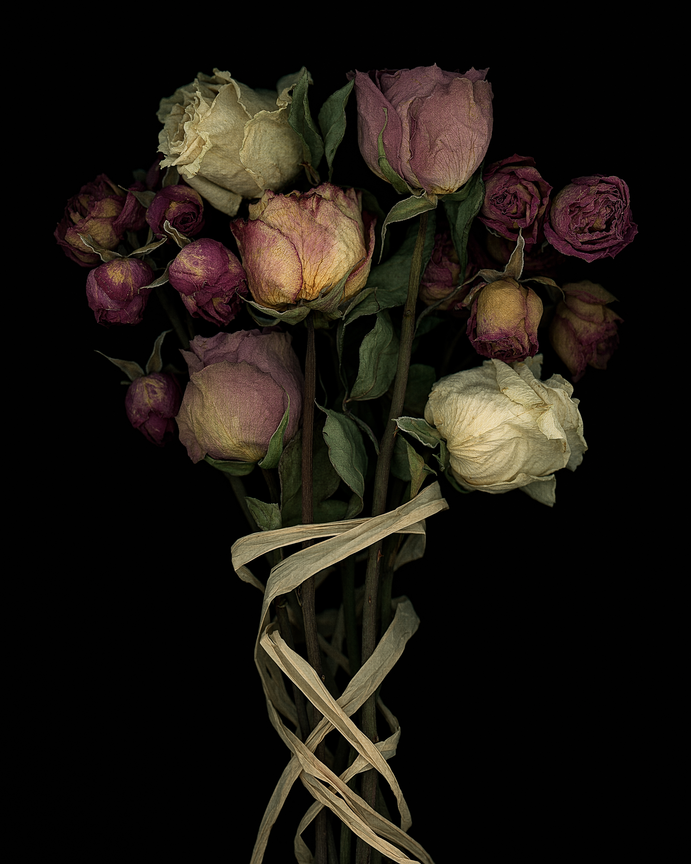 Pat Rose Shot These Elegant Flower Photos in a Fascinating Way