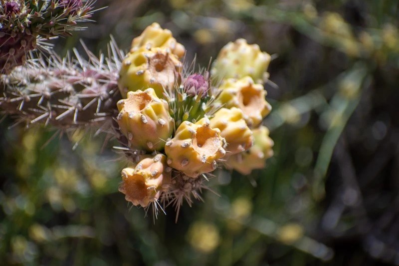 Weekly challenge 5/15 5/21 Shallow vs Deep DOF