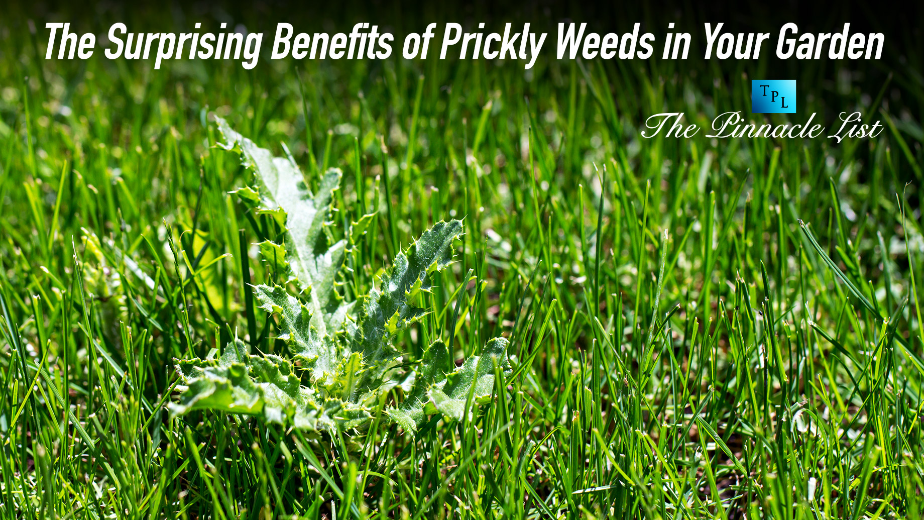 The Surprising Benefits of Prickly Weeds in Your Garden The Pinnacle List