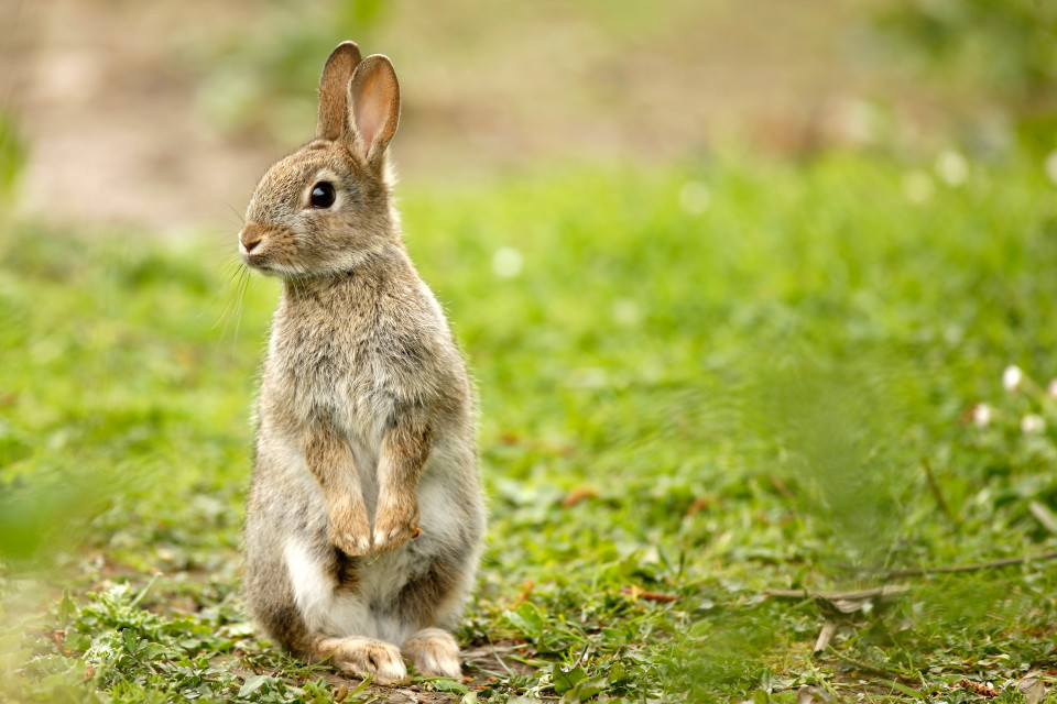 How Do Rabbits Contribute To The Ecosystem at Jason Wilson blog