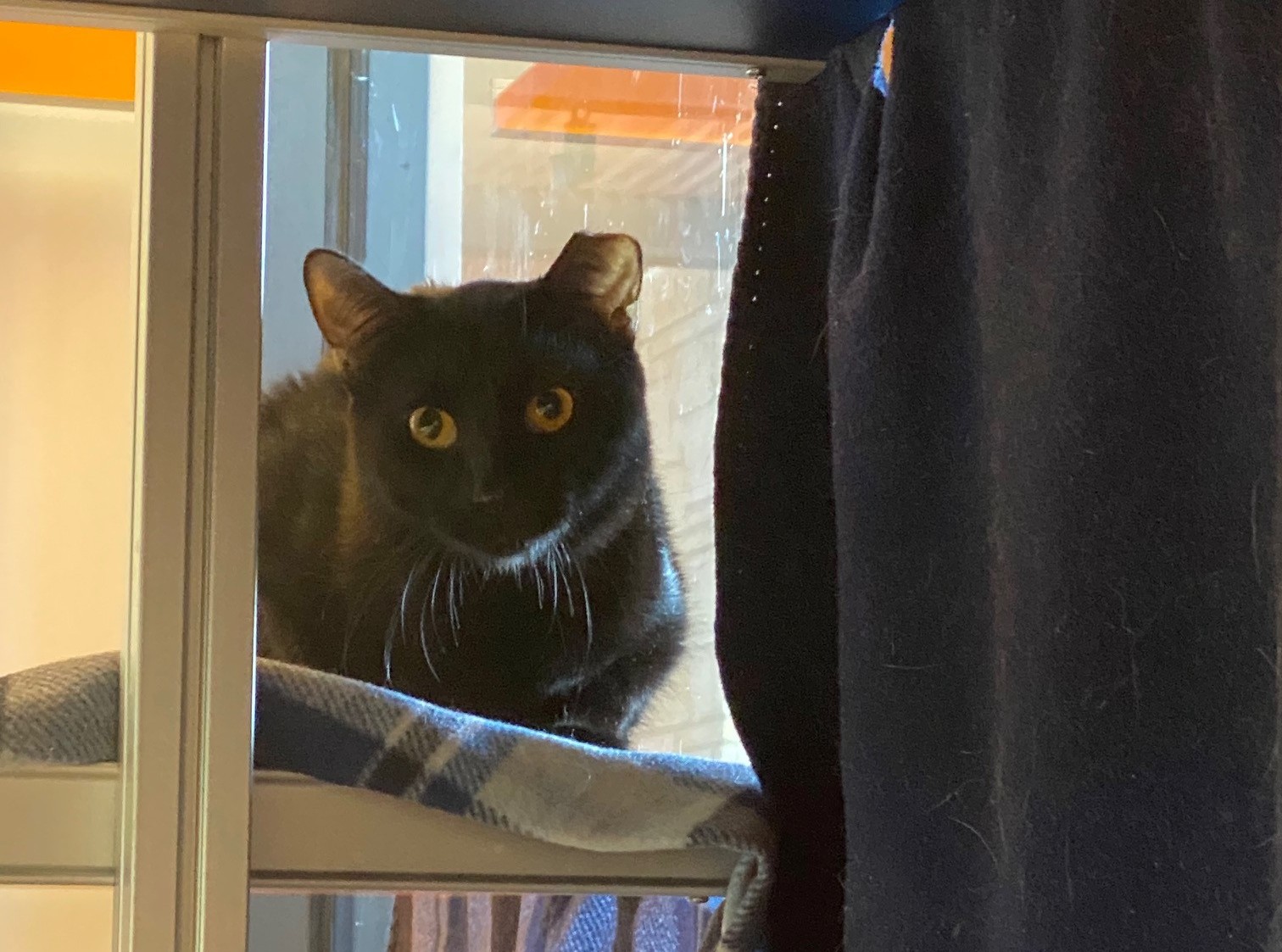 KC Pet Project rescues 61 cats from a single apartment; now seek forever homes in barns and