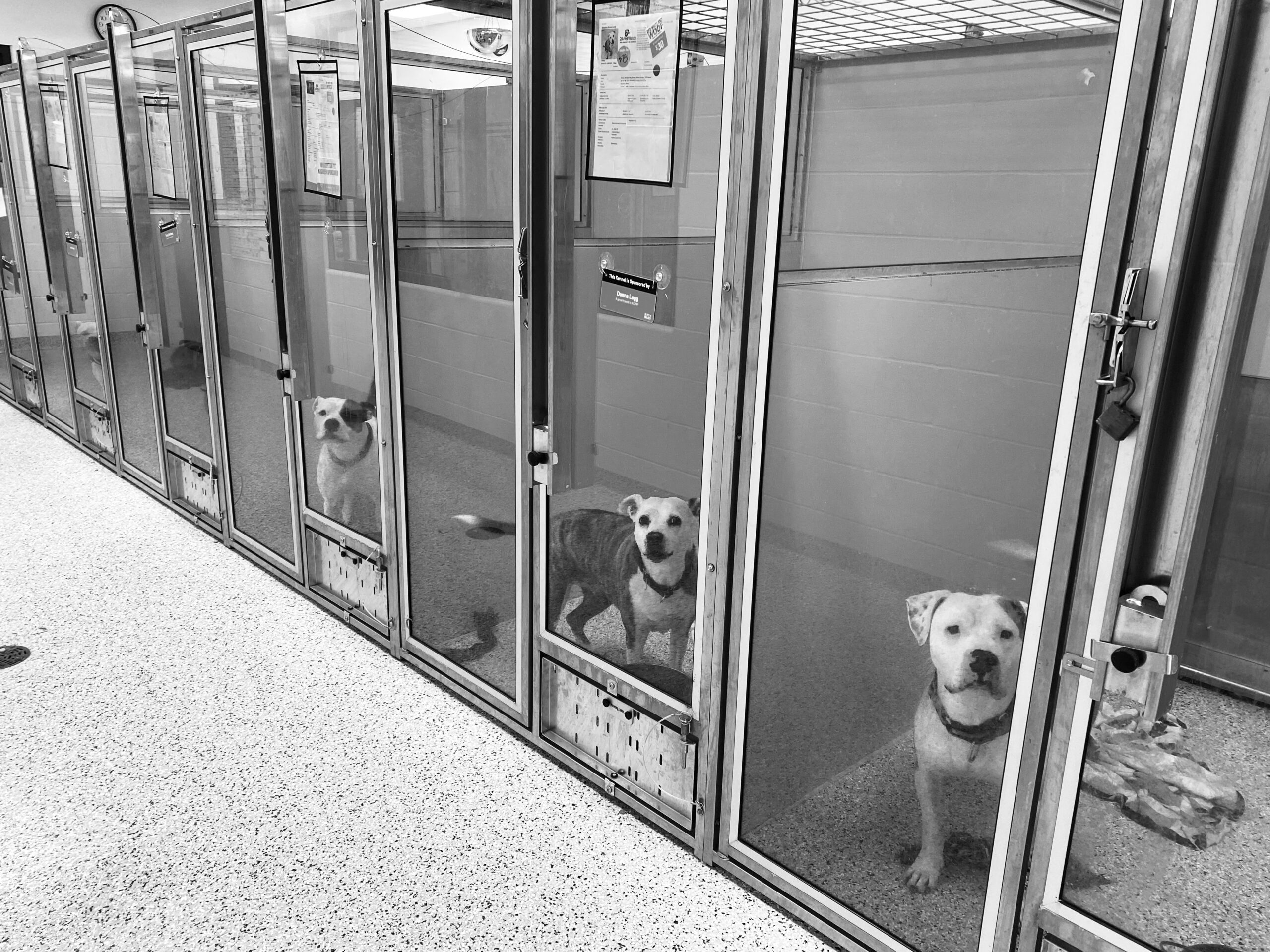 KCPP needs help getting a record number of pets adopted