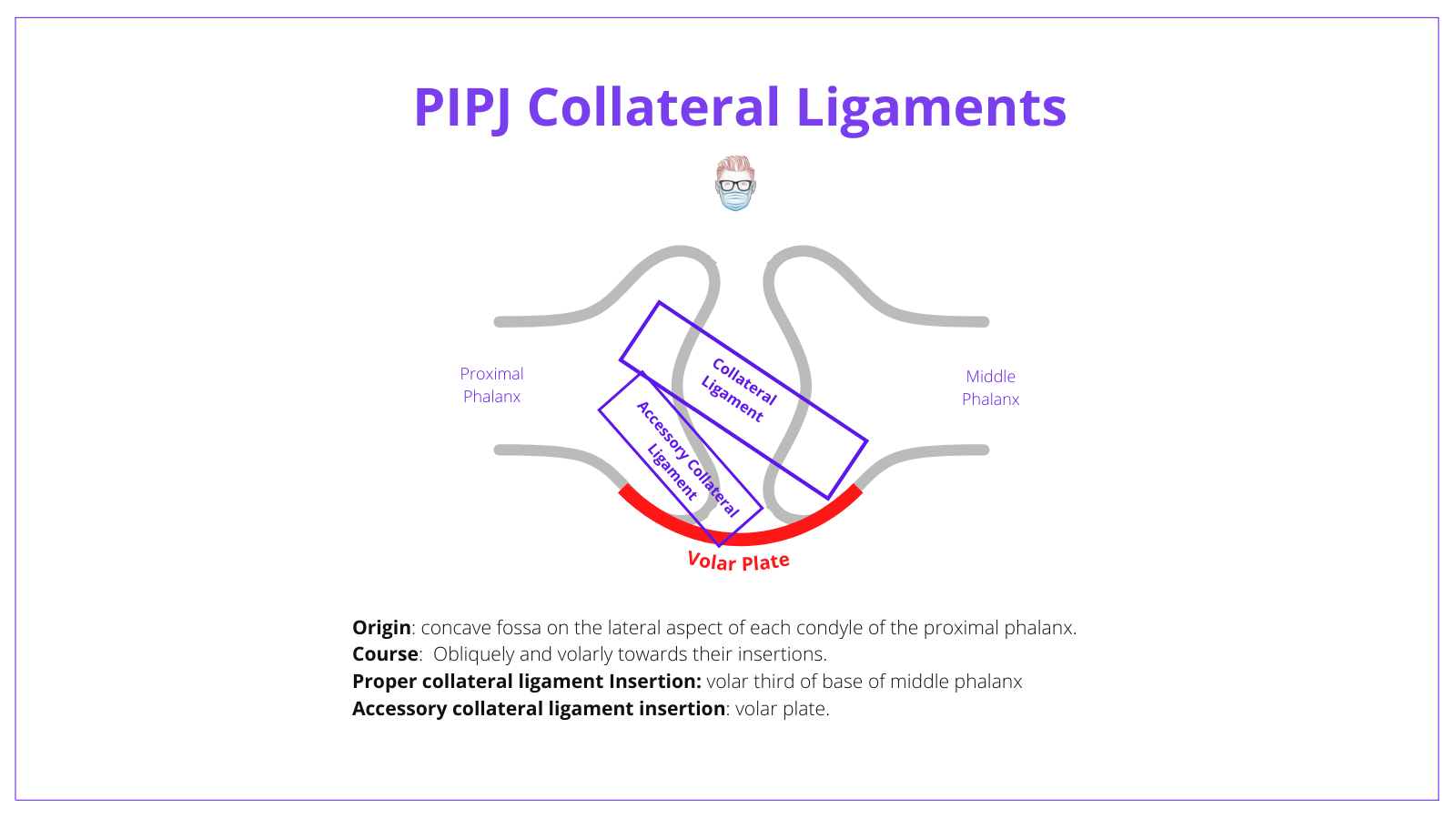 PIPJ Anatomy Joint, Ligaments, Volar Plate