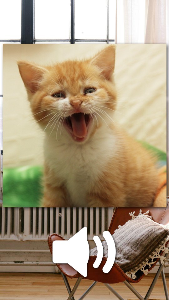 Cute kittens games Puzzles and sounds in this awesome