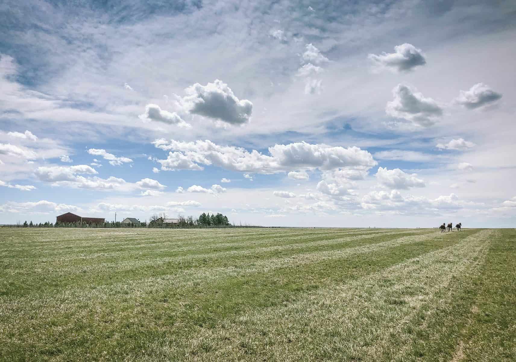 How to Create and Maintain Pasture Land • The Prairie Homestead