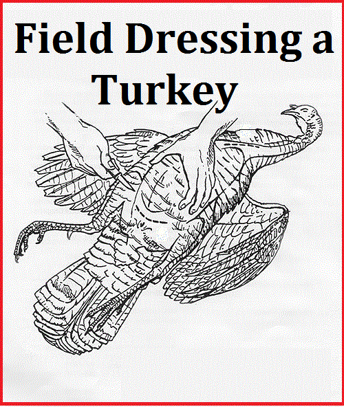 Field Dressing a Turkey - The Prepared Page