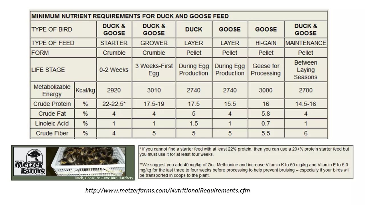 Calculating Livestock Feed Will You Have Enough? The Prepper Journal