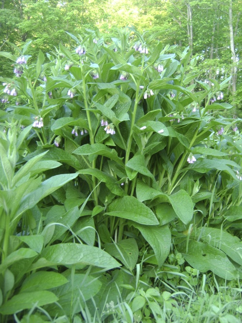 Stealth Vegetables and Vitamins At Your Disposal The Prepper Journal