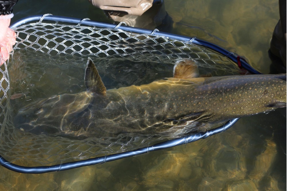 10 Ways to Catch a Fish Without Any Equipment The Prepper Journal