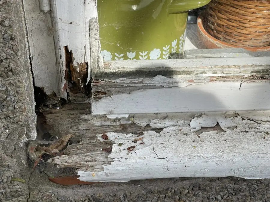 What is the difference between wet rot and dry rot?