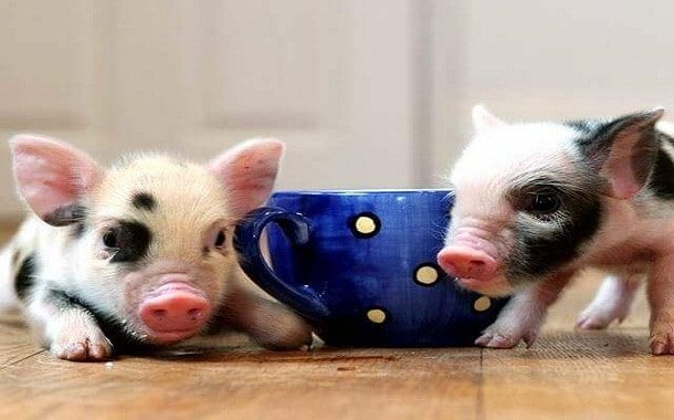 Teacup Pigs Cost in 2021