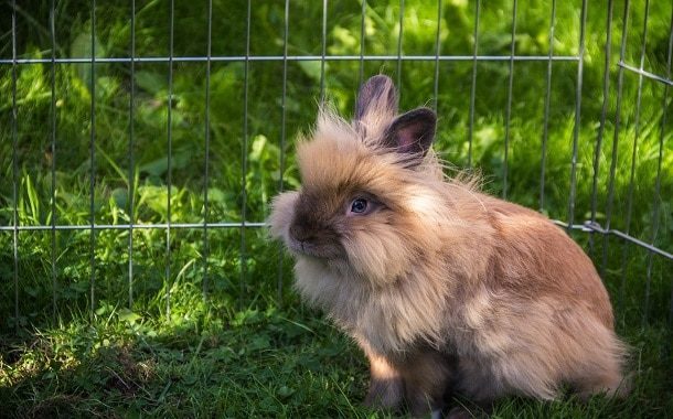 Lionhead Rabbit Cost in 2021 The Pricer