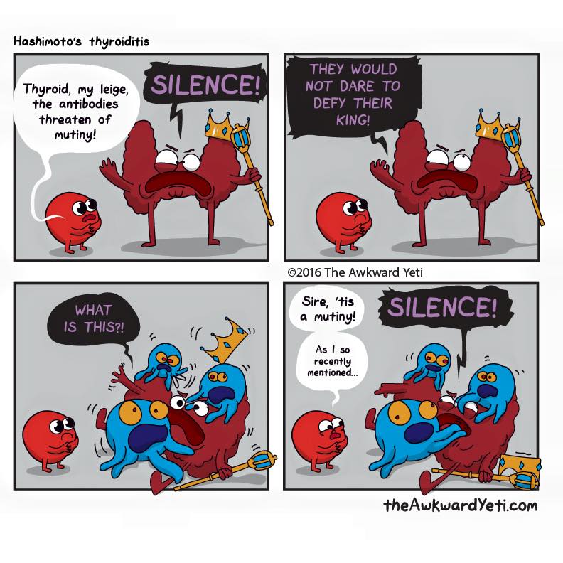 The Antibodies!! An Update On What Is Up With My Thyroid The Primal