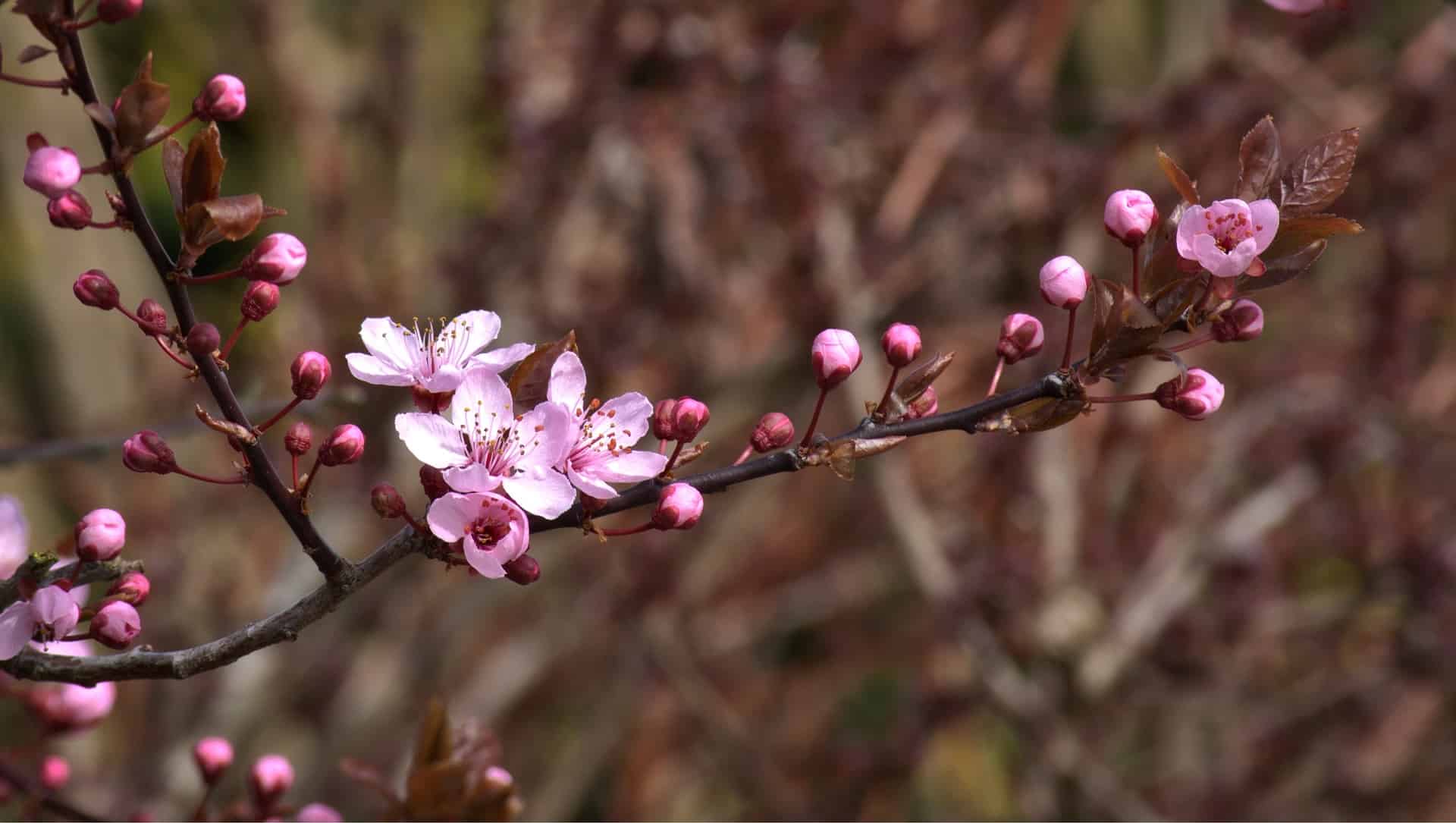 Cherry Buds & Blossoms The Produce Nerd