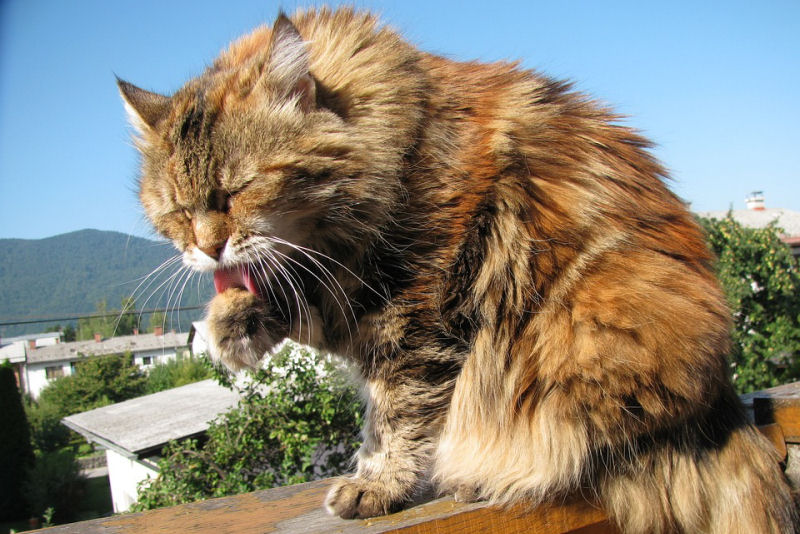 The Maine Coon Cat Born of Legend, Myth & Folklore The Purrington Post