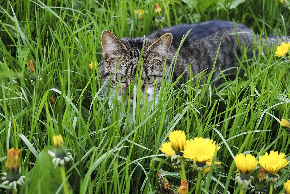 Garden Herbs Beneficial to Your Cat The Purrington Post