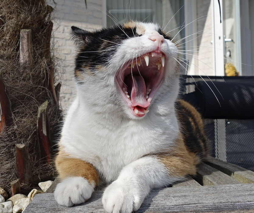 Cat Dental Health Tooth or Consequences The Purrington Post