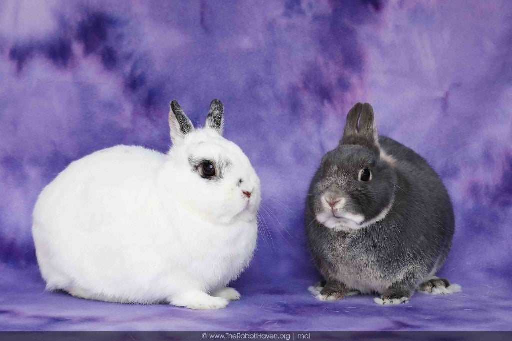 Biddeford has abdominal mass Needs surgery. The Rabbit