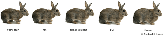 Is my Rabbit too Fat? And other things… The Rabbit House