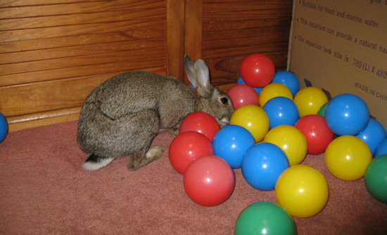 Rabbits love Toys to Play with such as these Balls