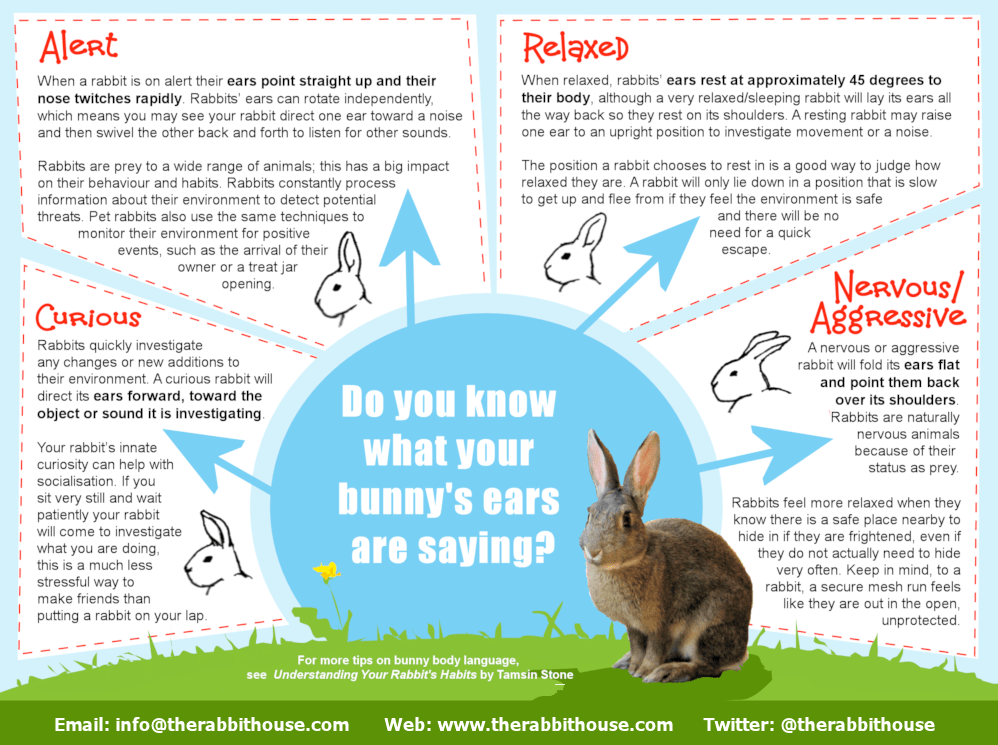 Bonding With Your Rabbit House Rabbit Society
