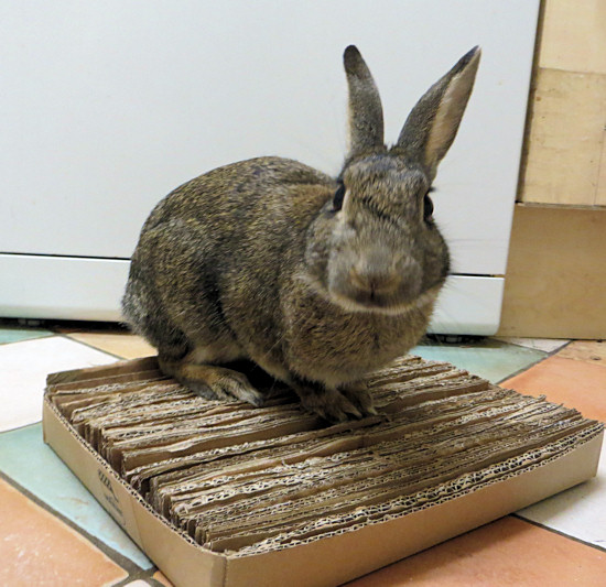 DIY Cardboard Shreddable Mat for Rabbits The Rabbit House