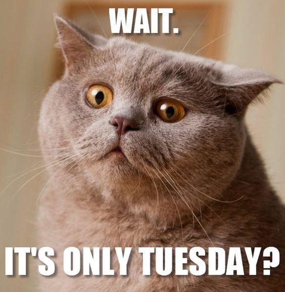 50+ Amazing Tuesday Morning Funny Quotes & Images