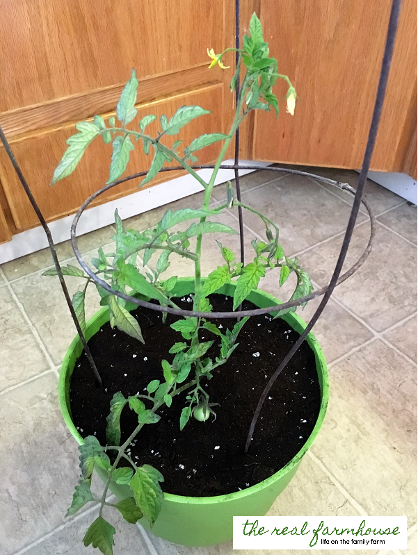 How to move your favorite tomato plant indoors for the winter
