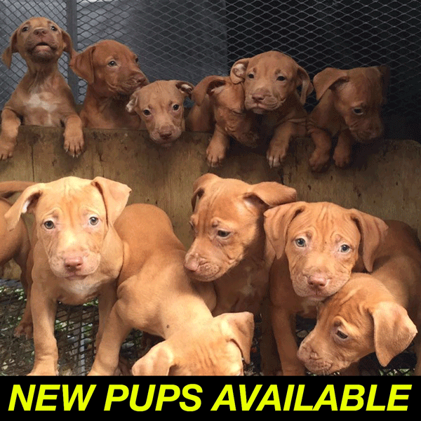 Pitbull, pitbull puppies, APBT, Puppies, Mayday,
