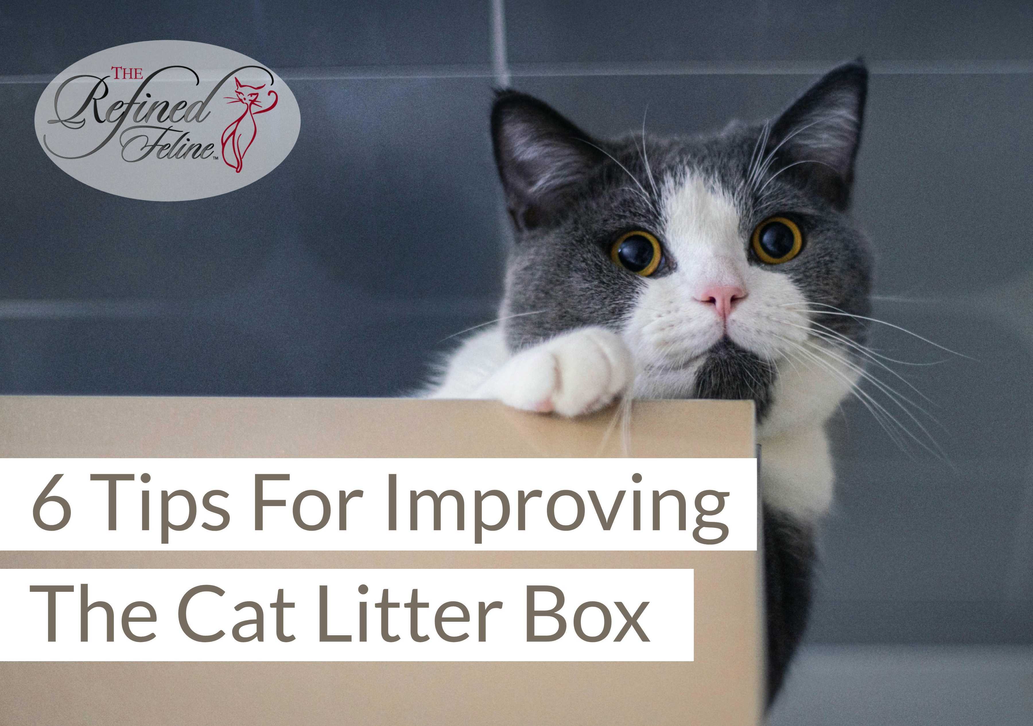 Why Do Cats Know To Use Litter at Charles Schroeder blog