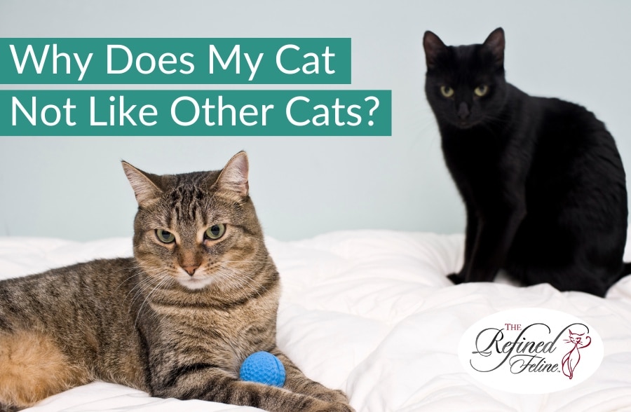 Why Does My Cat Not Like Other Cats? The Refined Feline